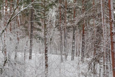Kış çam ormanının bir parçası Yaprak döken ağaçlar ve çalılarla kaplı bir kar yağışı sırasında