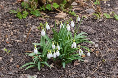 Çiçek açan Galanthus 'un Bush' u, baharın erken saatlerinde bulutlu havada toprağa kardelen olarak da bilinir.