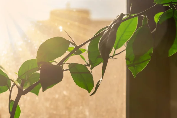 太陽の光で窓に対して観葉植物として室内に成長する柑橘類の木の枝バックライト — ストック写真