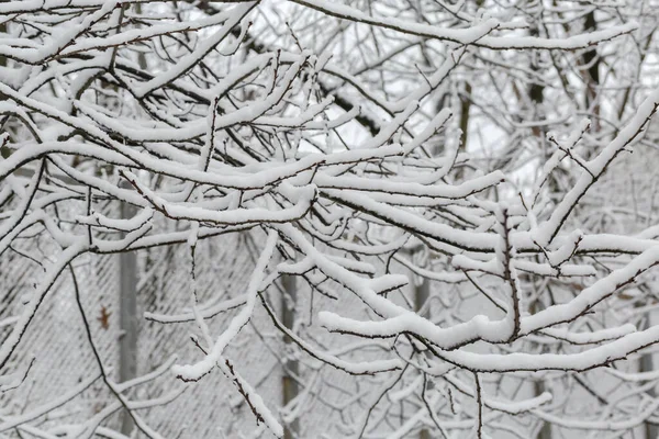 낙엽수의 가지들의 배경은 겨울에 솜털이 눈으로 — 스톡 사진