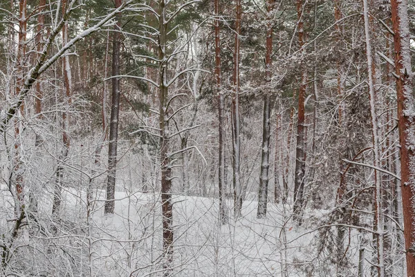 大雪中落叶落叶的松树林和被雪覆盖的灌木丛的碎片 — 图库照片