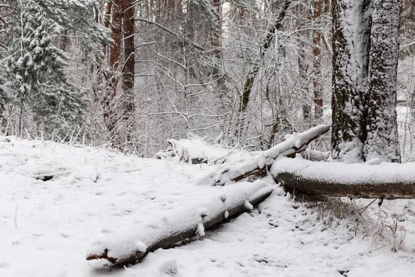 Fragment Van Het Winterdennenbos Met Loofbomen Struiken Met Omgevallen Bomen — Stockfoto