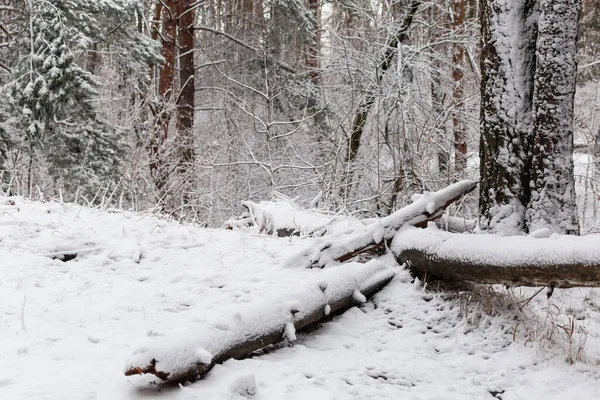 Fragmento Del Bosque Pinos Invierno Con Árboles Hoja Caduca Arbustos —  Fotos de Stock