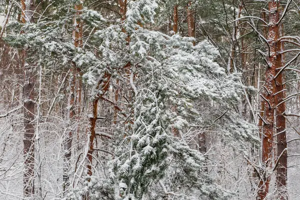 Fragment Vintertallskogen Med Lövträd Och Buskar Täckta Med Snö Ett — Stockfoto