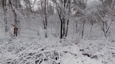 Bulutlu bir günde solmuş çimenler ormanla kaplı.