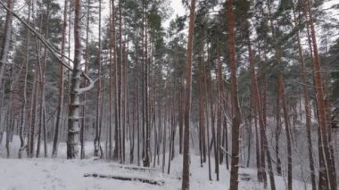 Bir kar yağışı sırasında çam ve yaprak döken ormanın bir parçası