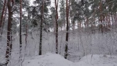 Bir kar yağışı sırasında çam ve yaprak döken ormanın bir parçası