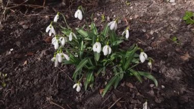 Güneşli havalarda çiçek açan kardamlalarının çalısı.