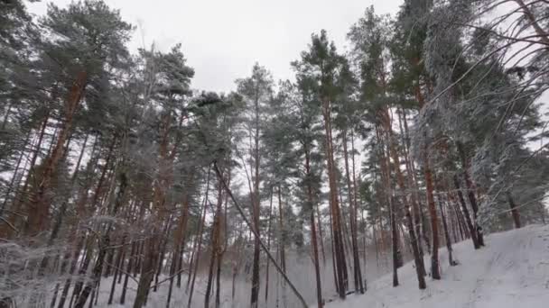 Wysokie Sosny Zimowym Lesie Przeciwko Niebu Wietrzny Dzień — Wideo stockowe