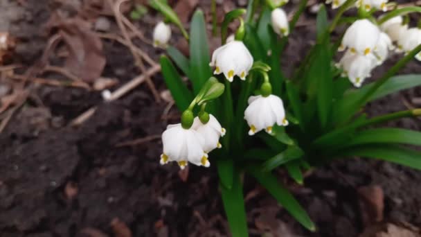 Листя Квіти Весняних Сніжинок Похмуру Погоду — стокове відео