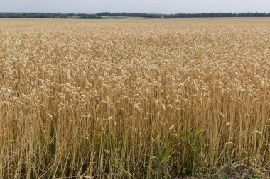 Olgun buğday tarlasının kenarında yaz güneşli bir günde ufuktaki uzak ormanlara karşı.