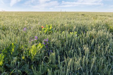 Olgunlaşmamış yeşil buğdaylı tarlanın kenarında bulutlu bir gökyüzü var.