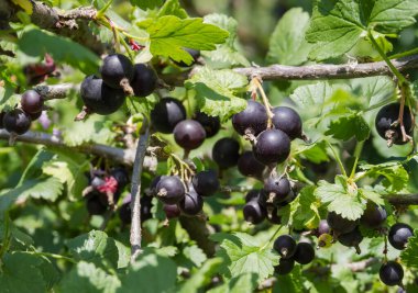 Jostaberry şubesi, kuşüzümü ve üzümlü meyve karışımı, güneşli havada olgun böğürtlenler, seçici odak noktasında yakın çekim.