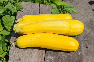 Heap of the freshly harvested yellow vegetable marrows on the old wooden plank on a blurred background of the some vegetable plants, outdoors in sunny weather clipart