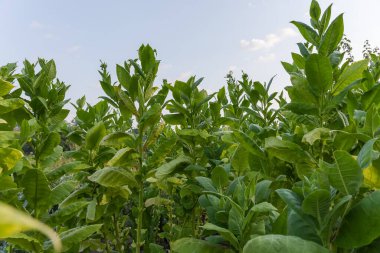 Çiçekli tütünün bitkileri ve çiçek tomurcukları bir yaz sabahı gökyüzüne karşı sapların tepesinde.