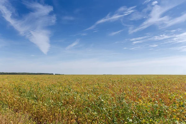 真夏の空を背景に 熟していない緑と黄色の大豆の畑 — ストック写真