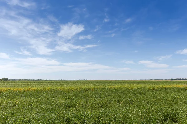 真夏の空を背景に 熟していない緑の大豆の畑 — ストック写真