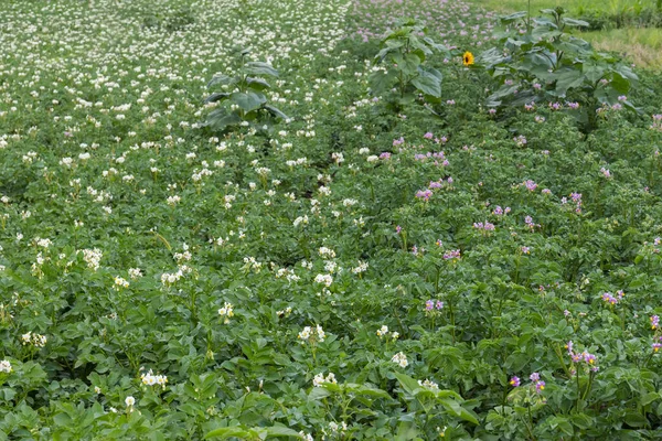 Fält För Blommande Potatis Två Sorter Med Vita Och Lila — Stockfoto