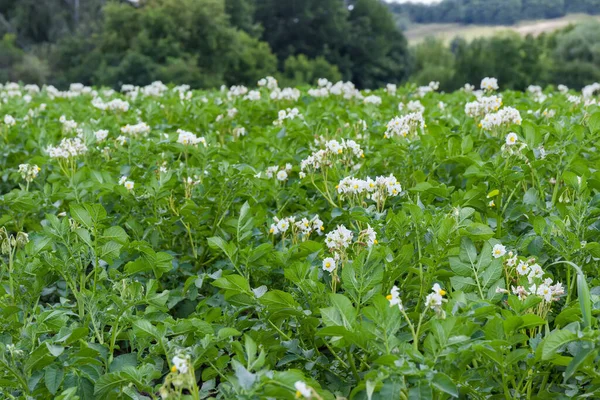 Feld Der Blühenden Kartoffeln Mit Weißen Blüten Den Weit Entfernten — Stockfoto