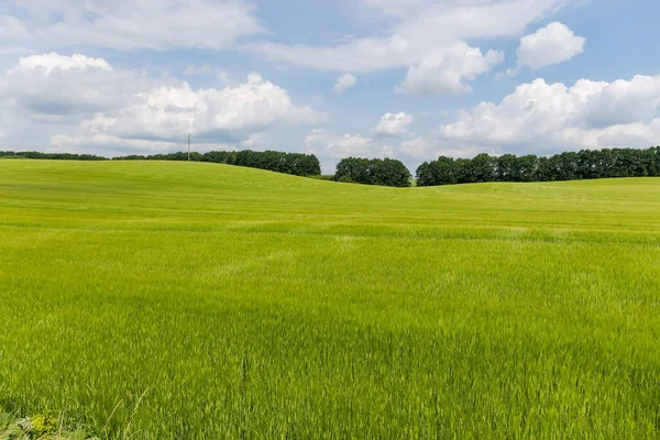 Slightly Hilly Field Unripe Green Barley Background Distant Forest Sky — Stock Photo, Image