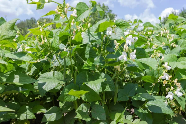 Rostliny Fazole Ledviny Bílými Květy Nezralými Zelenými Lusky Poli Slunečného — Stock fotografie