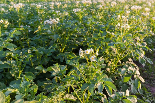 選択的焦点で夕方の日差しの中で白い花を持つ開花ジャガイモのフィールド — ストック写真