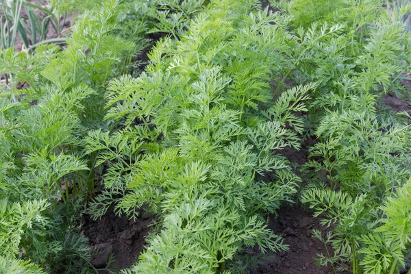 Las Tapas Hojas Las Plantas Zanahoria Que Crecen Filas Campo — Foto de Stock