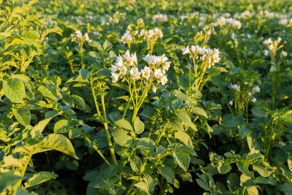 Fragment Des Blühenden Kartoffelfeldes Mit Weißen Blüten Der Abendsonne Selektiven — Stockfoto