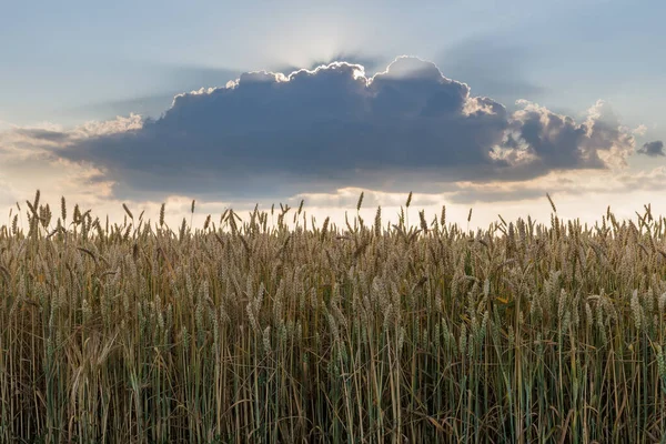真夏の夕方に雲の後ろからの太陽の光を背景に 熟成期間中の小麦とフィールドのエッジ — ストック写真