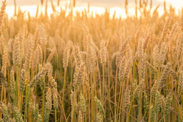 太陽の夕方のビームのフィールド上の熟成期間中に茎に小麦の耳がバックライト 選択的な焦点でクローズアップ — ストック写真