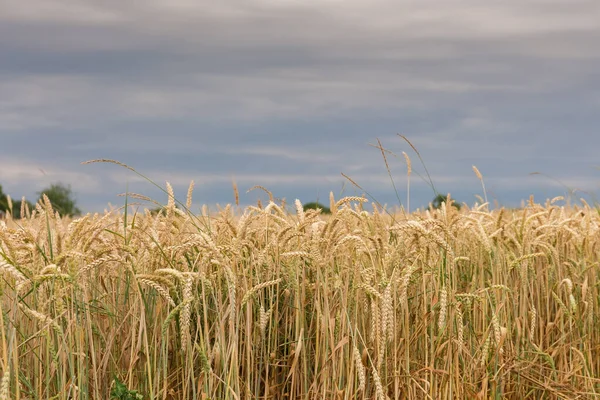 夏の曇りの日に曇りの空に対して成熟期のフィールドの端に小麦 — ストック写真