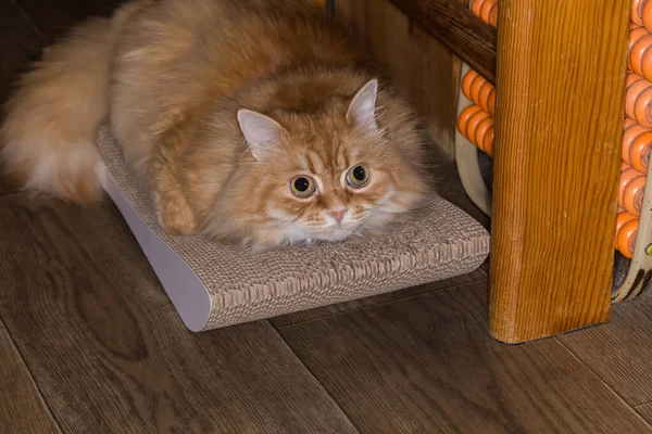 Ginger cat lies on the partly scratched cat scratching post, which also doubles as a lounge bed, made with corrugated cardboard, located on a floor