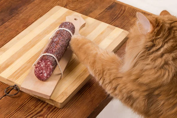 Fluffy ginger cat reaching with a paw to cured-smoked sausage on cutting board on the old rustic table