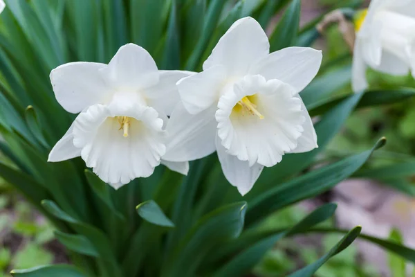 葉の背景がぼやけている中央に白い花弁と白いラッパ状のコロナを持つ栽培されたナルシスの2つの花 選択的な焦点でクローズアップ — ストック写真