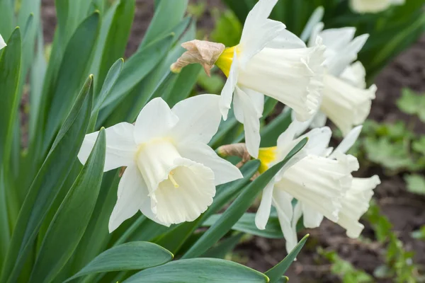 栽培されたナルシスブッシュの一部で 中央に白い花弁と白いトランペット状のコロナを持つ花が曇りの天候で 選択的な焦点でクローズアップされます — ストック写真