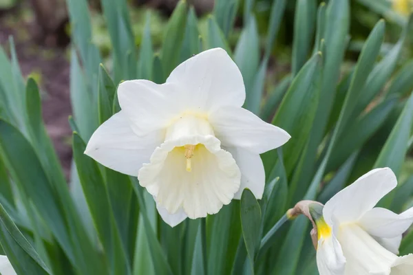 中央の白い花弁と白いトランペット状のコロナを持つ栽培されたナルシスの花は 曇りの天候で葉の背景がぼやけており 選択的な焦点に近い — ストック写真