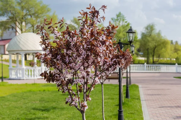 Młode Drzewa Kwitnącej Śliwki Ozdobnej Znane Również Jako Czarna Śliwka — Zdjęcie stockowe