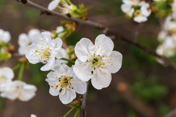Blüten Des Kirschbaums Bedeckt Mit Morgentau Tropfen Auf Dunklem Verschwommenem — Stockfoto
