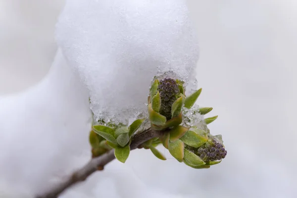 Лілакова Гілка Квітковими Бруньками Маленькими Весняними Молодими Листками Покриті Снігом — стокове фото