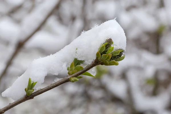 Лілакова Гілка Квітковими Бруньками Маленькими Весняними Молодими Листками Покриті Снігом — стокове фото