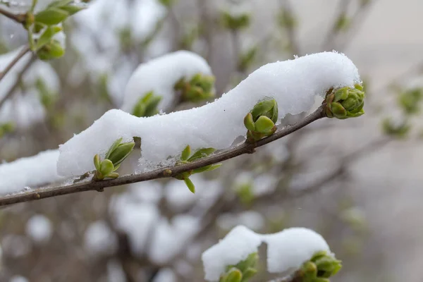 Fliederzweig Mit Kleinen Mit Schnee Bedeckten Frühlingsblättern Auf Verschwommenem Hintergrund — Stockfoto