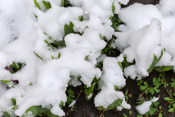 Unga Blad Iris Täckt Med Snö Rabatt Mulet Väder Början — Stockfoto