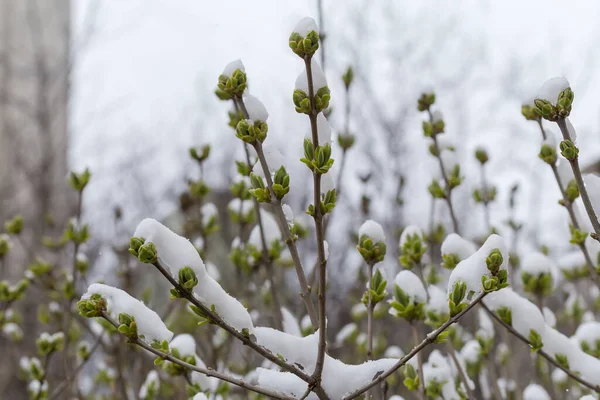 Верхівки Бузкових Гілок Маленькими Весняними Молодими Листям Вкритими Снігом Розмитому — стокове фото