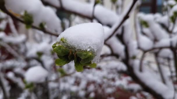 Lilac Větev Mladými Listy Pokryté Sněhem Zblízka — Stock video