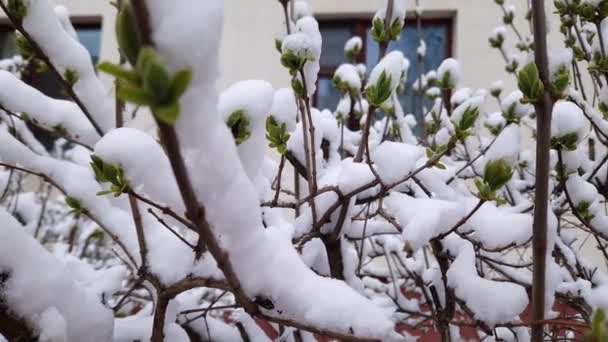 Lilac Větve Mladými Listy Pokryté Sněhem Proti Stavbě — Stock video