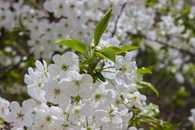 Çiçeklerle açan kiraz dalları ve güneşli havada bulanık bir arkaplan üzerinde taze yapraklar, seçici odak noktasında yakın plan