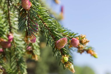 Köknar ağacının dalları, olgunlaşmamış pembe koniler, ağacın diğer dallarının bulanık arka planına ve güneşli havada açık gökyüzüne yakın.