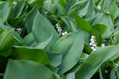 Vadinin çiçek açan zambaklarının kolonisi yoğun yapraklar ve küçük beyaz çan şeklindeki çiçeklerle bulutlu havalarda seçici bir odak noktası.