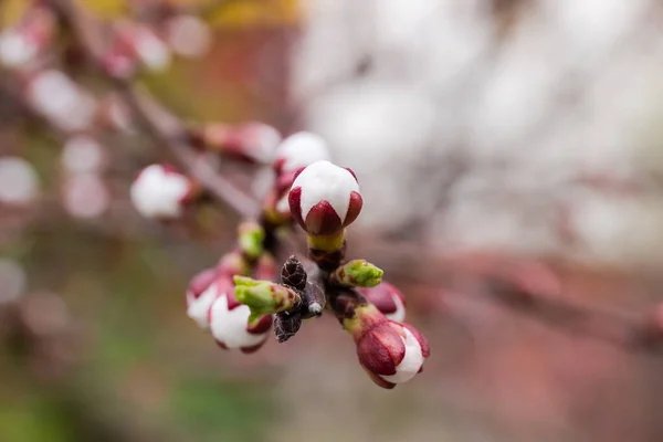 꽃봉오리와 가지와 봉오리가 날씨가 배경에서 선택적 초점에 — 스톡 사진