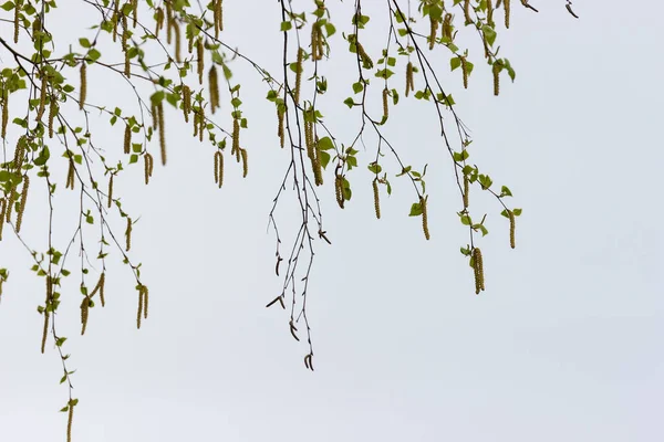 Gümüş Huş Ağacının Dalları Küçük Taze Yapraklar Kedi Derileri Bulutlu — Stok fotoğraf